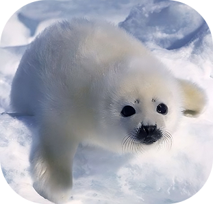 Harp Seal pup on ice